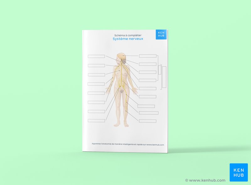 Système nerveux : schéma à compléter (PDF)