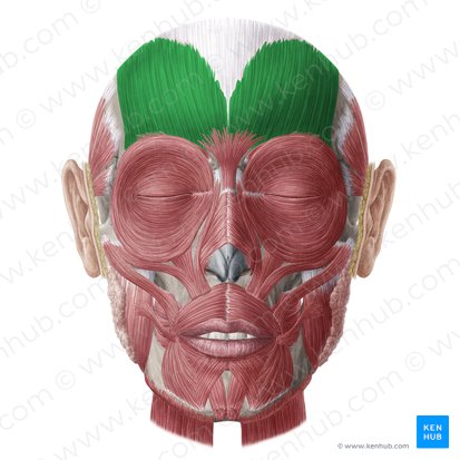 Frontalis muscle (Musculus frontalis); Image: Yousun Koh
