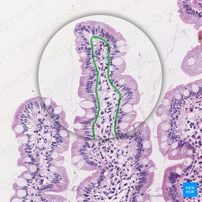 Basement membrane (Membrana basalis); Image: 