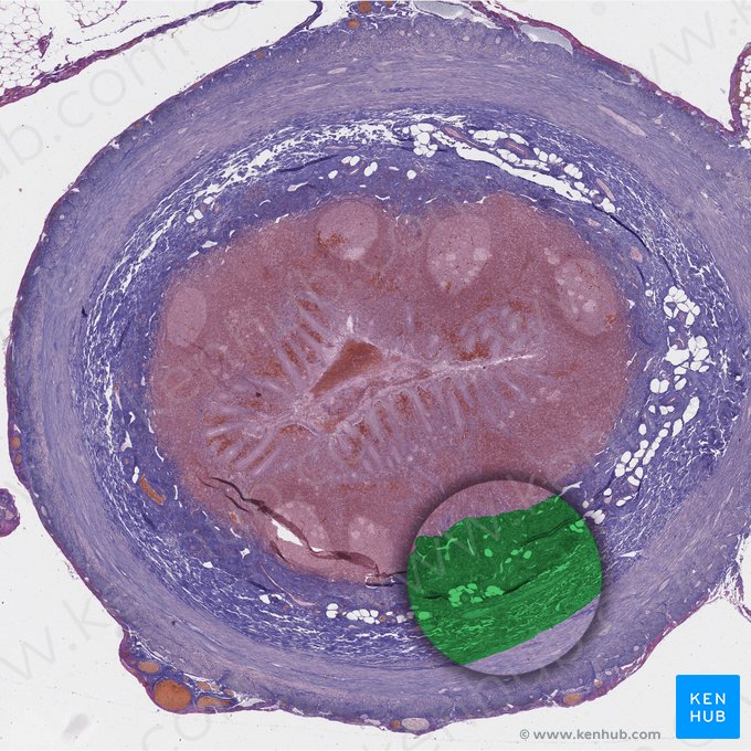 Submucosa (Tela submucosa); Imagen: 