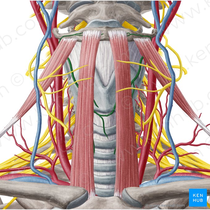 Artéria tireóidea superior (Arteria thyroidea superior); Imagem: Yousun Koh