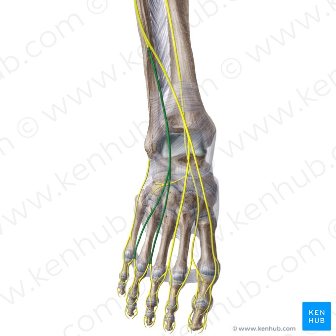 Nervio cutáneo dorsal intermedio del pie (Nervus cutaneus dorsalis intermedius pedis); Imagen: Liene Znotina