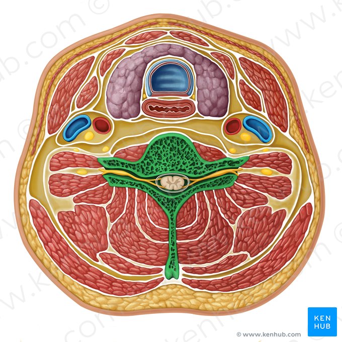 Vértebra cervical (Vertebra cervicale); Imagen: Irina Münstermann