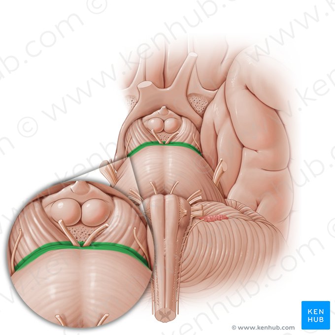 Pontomesencephalic sulcus (Sulcus pontomesencephalica); Image: Paul Kim