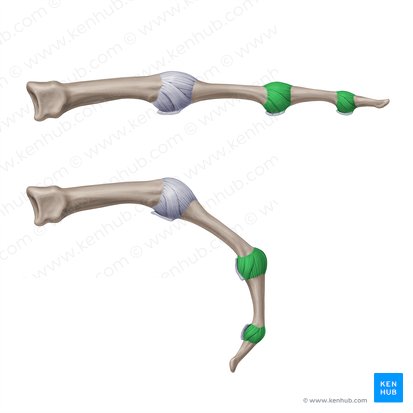 Ligamentos colaterales de las articulaciones interfalángicas de la mano (Ligamenta interphalangea collateralia manus); Imagen: Paul Kim