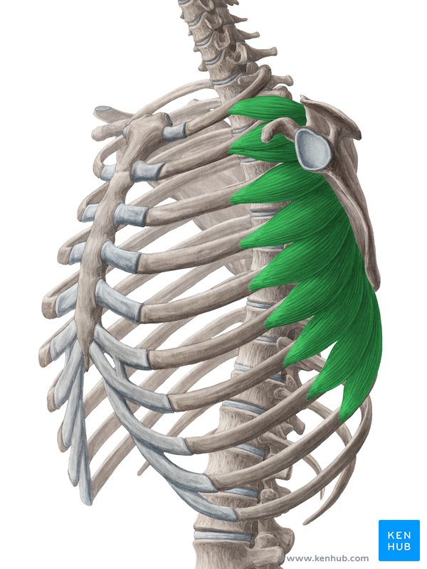 Serratus anterior muscle - ventral view