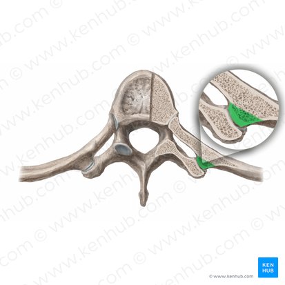 Tubercle of rib (Tuberculum costae); Image: Begoña Rodriguez