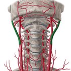 Arteria carotis externa