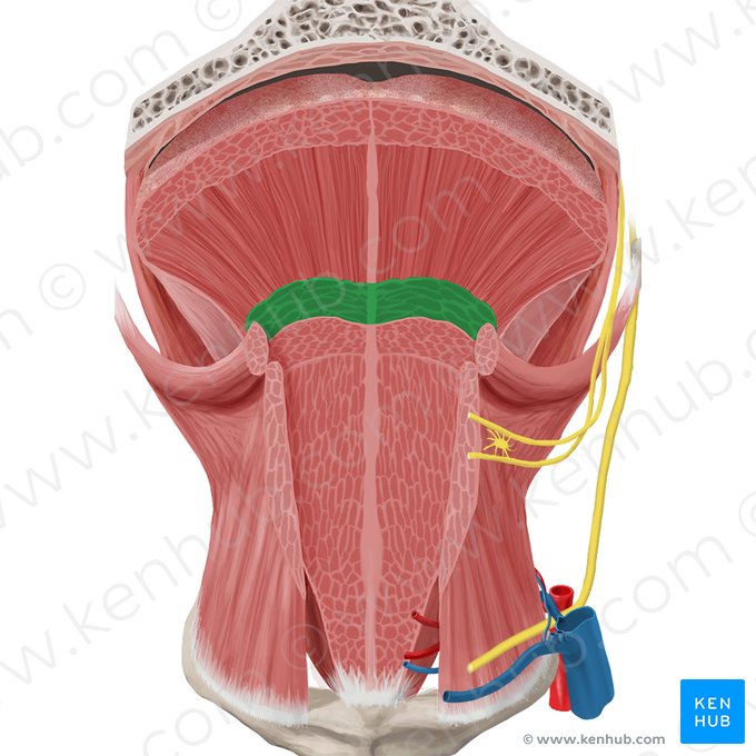 Transverse muscle of tongue (Musculus transversus linguae); Image: Begoña Rodriguez