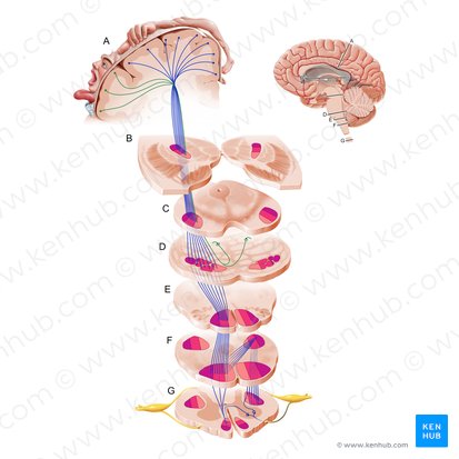 Fibras corticonucleares (Fibrae corticonucleares); Imagem: Paul Kim