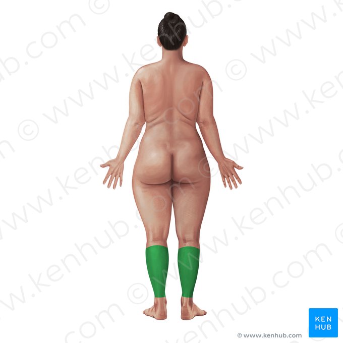 Región posterior de la pierna (Regio posterior cruris); Imagen: Paul Kim