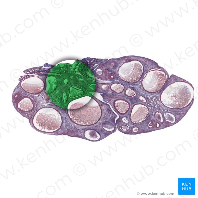 Medula do ovário (Medulla ovarii); Imagem: 
