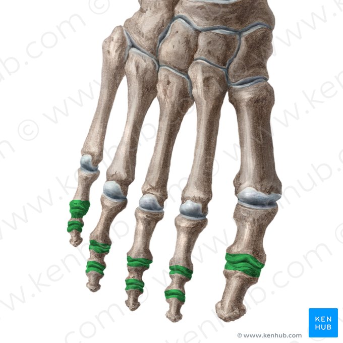 Articulaciones interfalángicas del pie (Articulationes interphalangeae pedis); Imagen: Liene Znotina