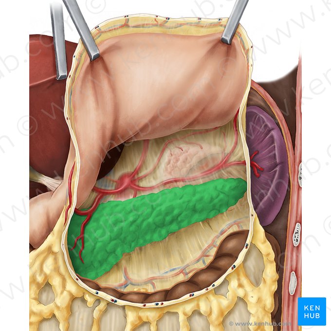 Pancréas (Pancreas); Image : Esther Gollan