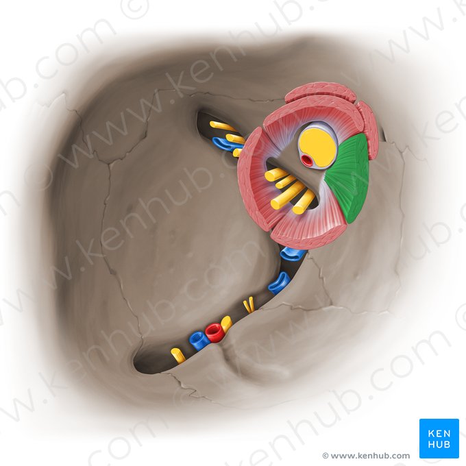 Músculo recto medial (Musculus rectus medialis); Imagen: Paul Kim