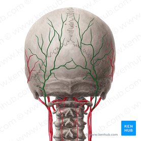 Arteria occipital (Arteria occipitalis); Imagen: Yousun Koh
