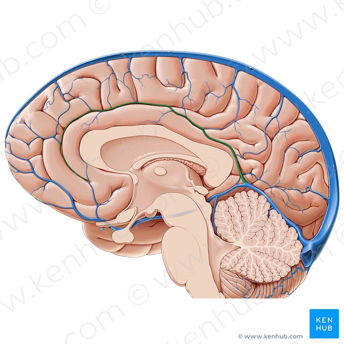 Seno sagital inferior (Sinus sagittalis inferior); Imagen: Paul Kim