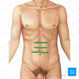 Abdominal wall: Layers, muscles and fascia | Kenhub