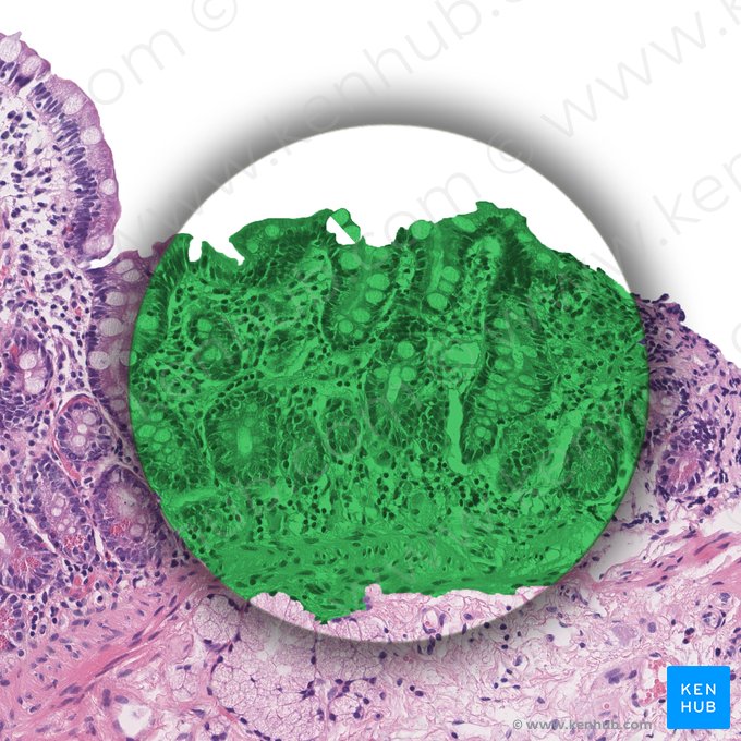 Mucosa (Tunica mucosa); Imagen: 