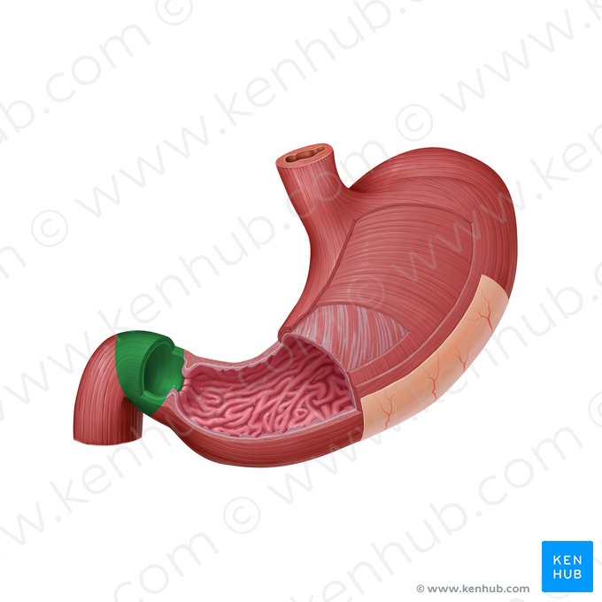 Superior part of duodenum (Pars superior duodeni); Image: Paul Kim