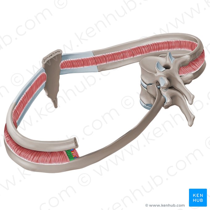 Internal intercostal muscles (Musculi intercostales interni); Image: Paul Kim