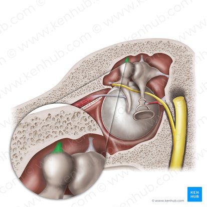 Superior ligament of malleus (Ligamentum superius mallei); Image: Mao Miyamoto