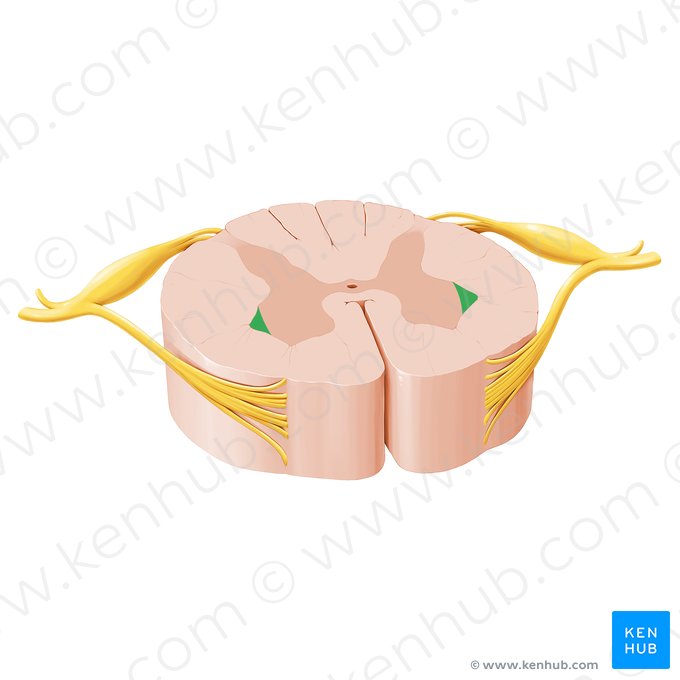 Asta lateral de la médula espinal (Cornu laterale medullae spinalis); Imagen: Paul Kim