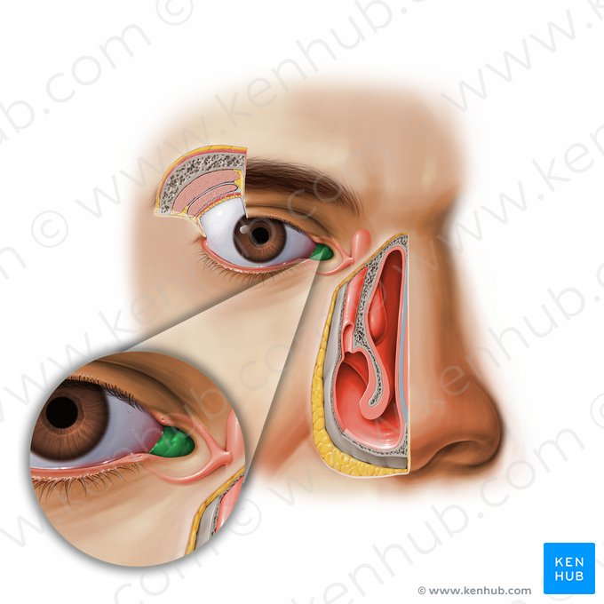 Carúncula lacrimal (Caruncula lacrimalis); Imagem: Paul Kim