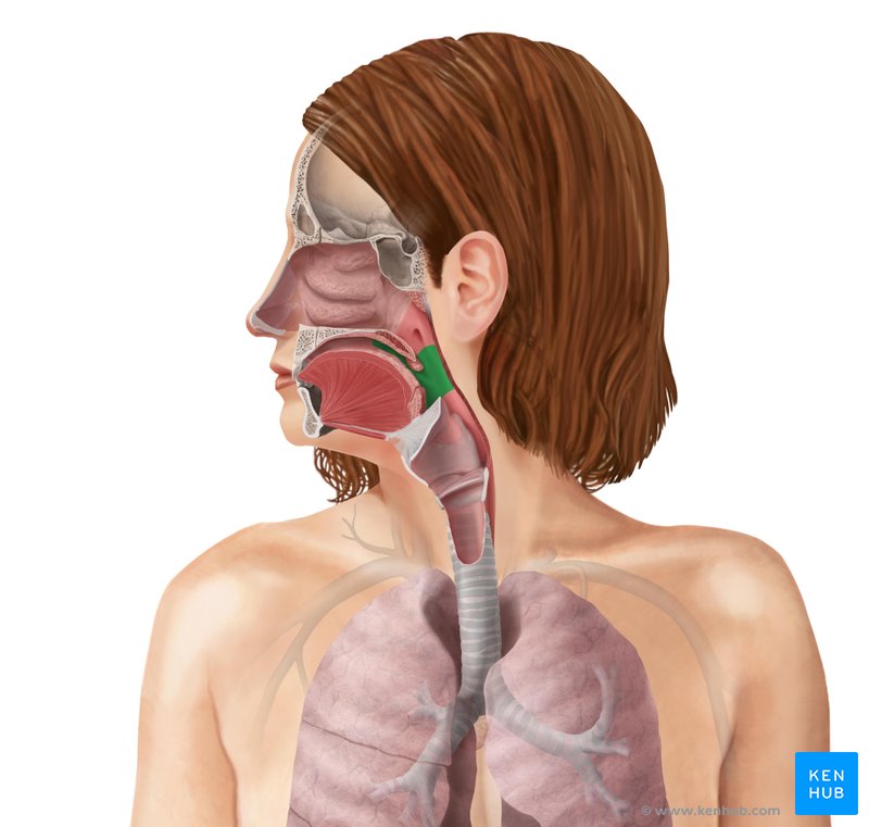 Oropharynx (green) - lateral view