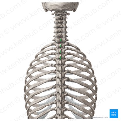 Spinous processes of vertebrae C7-T3 (Processus spinosi vertebrarum C7-T3); Image: Yousun Koh