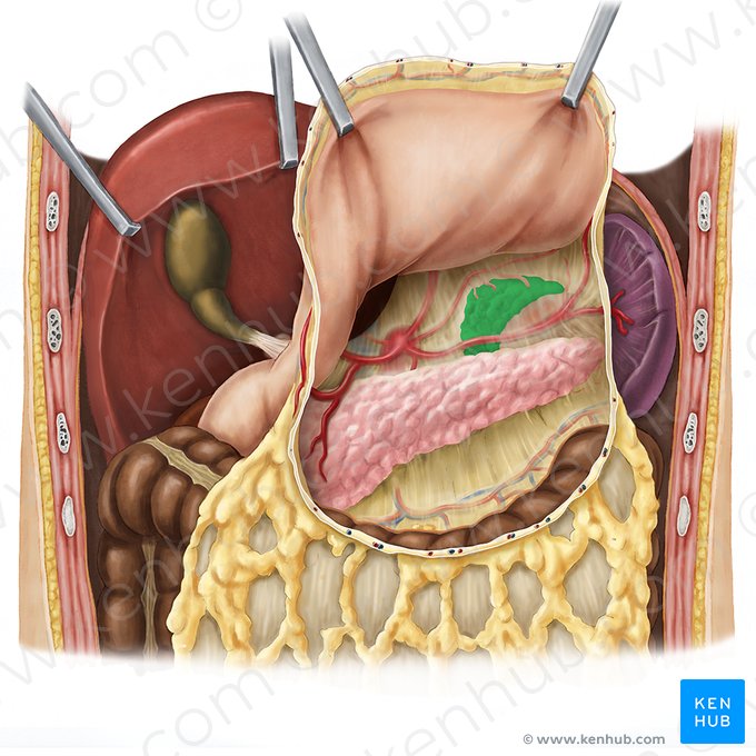 Left suprarenal gland (Glandula suprarenalis sinistra); Image: Esther Gollan