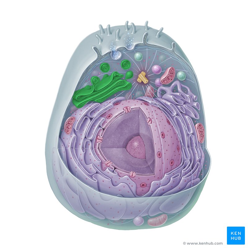 Golgi apparatus