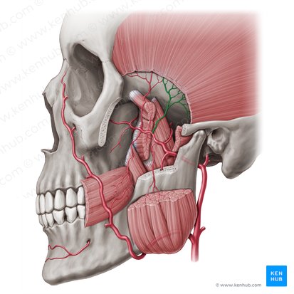 Arteria temporal profunda posterior (Arteria temporalis profunda posterior); Imagen: Paul Kim