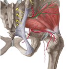 Anatomia do quadril (anca) e coxa