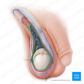 Internal spermatic fascia (Fascia spermatica interna); Image: Paul Kim
