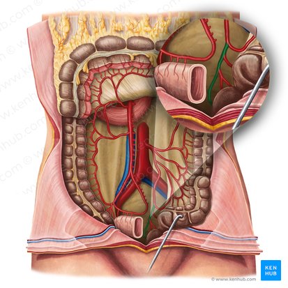 Superior anorectal artery (Arteria anorectalis superior); Image: Irina Münstermann