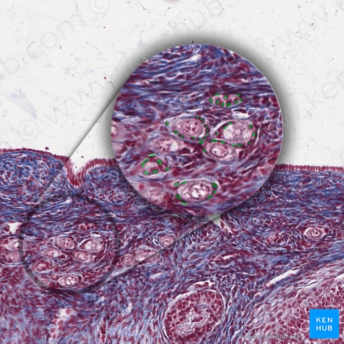 Pre-granulosa cells (Epitheliocytus pregranularis); Image: 