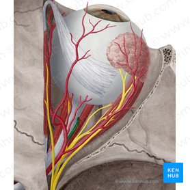 Arteria central de la retina (Arteria centralis retinae); Imagen: Yousun Koh