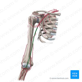 Arteria braquial (Arteria brachialis); Imagen: Yousun Koh