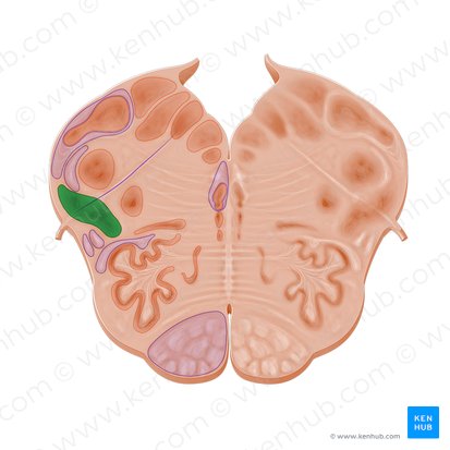 Núcleo reticular lateral (Nucleus reticularis lateralis); Imagen: Paul Kim