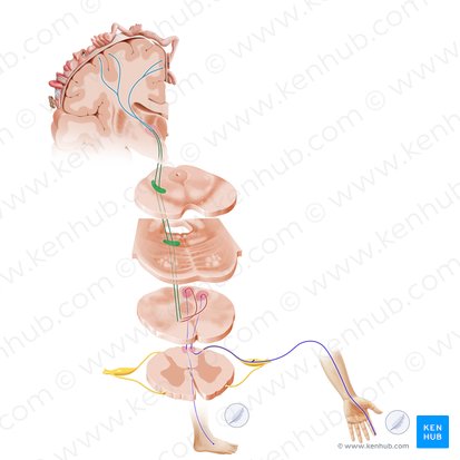 Lemniscus medialis (Mediale Schleifenbahn); Bild: Paul Kim
