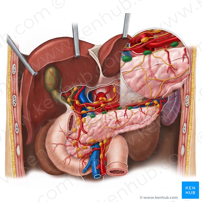 Nœuds lymphatiques pancréatiques supérieurs (Nodi lymphoidei pancreatici superiores); Image : Esther Gollan