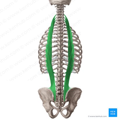 Iliocostalis muscle (Musculus iliocostalis); Image: Yousun Koh