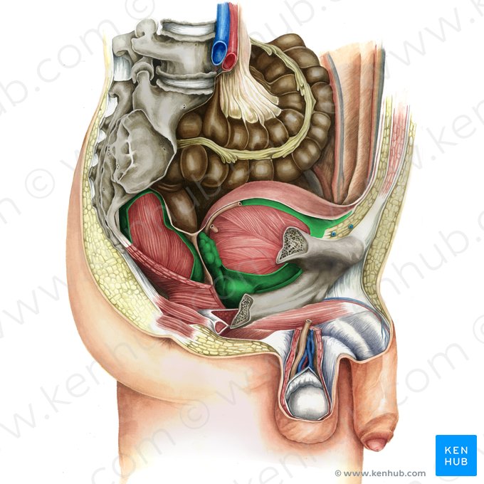 Fascia visceralis pelvis (Beckeneingeweidefaszie); Bild: Irina Münstermann