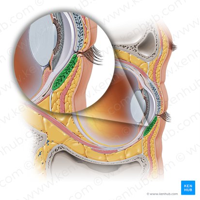 Tarso inferior da pálpebra (Tarsus inferior palpebrae); Imagem: Paul Kim