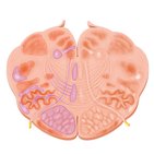 Medulla oblongata: Hypoglossal nerve level
