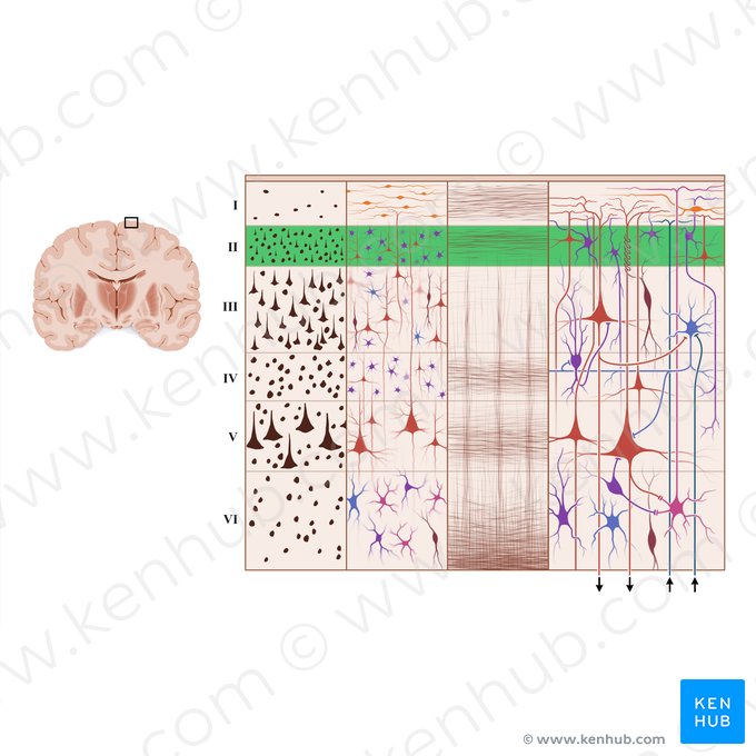 Capa granular externa de la corteza cerebral (Lamina granularis externa); Imagen: Paul Kim