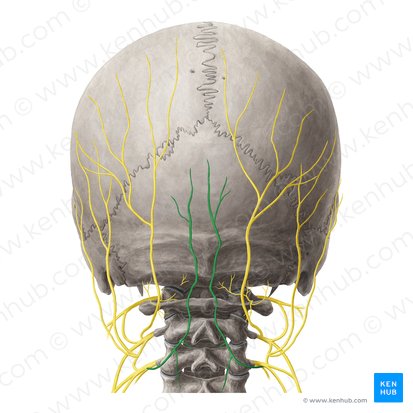 Third occipital nerve (Nervus occipitalis tertius); Image: Yousun Koh