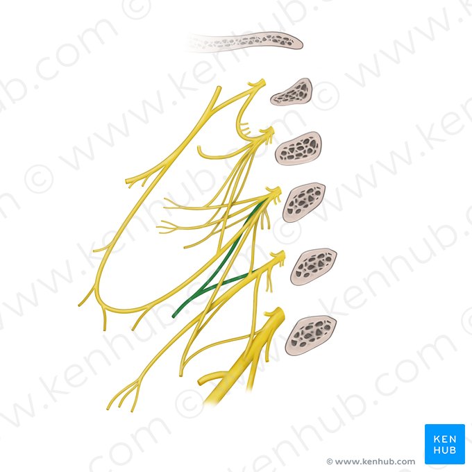 Trapezius branch of cervical plexus (Ramus trapezius plexus cervicalis); Image: Begoña Rodriguez