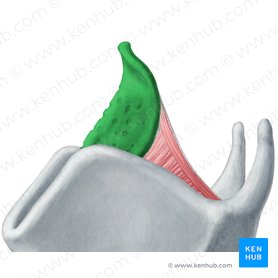 Cartilagem epiglótica (Cartilago epiglottica); Imagem: Yousun Koh